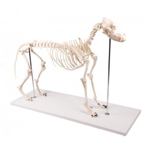 Hundeskelett - anatomisches Hundemodell