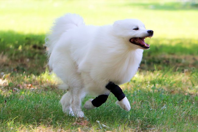 CarpoLock SPORT Bandage für Hunde Karpalgelenke