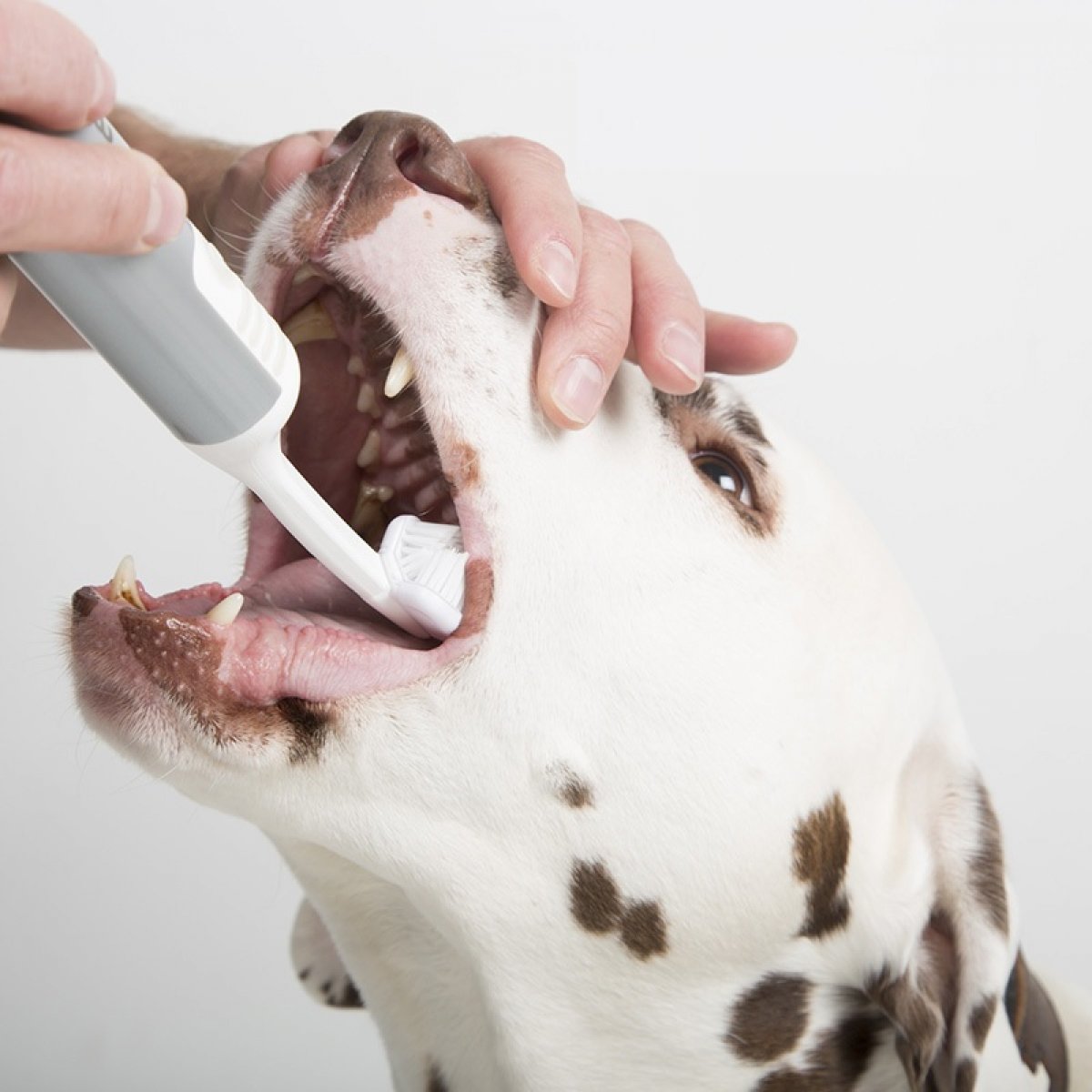 Cleany Teeth Ultraschall Zahnbürste für Hunde StarterKit