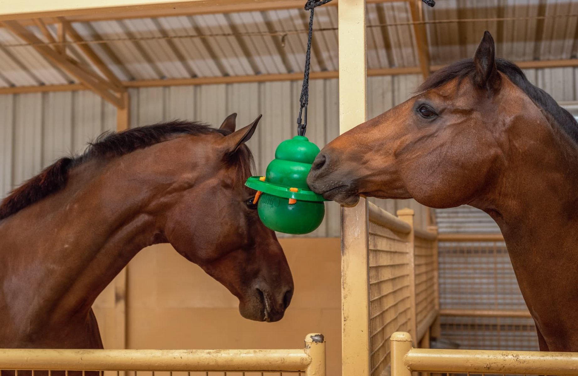 KONG Equine Classic Set KONG für Pferde