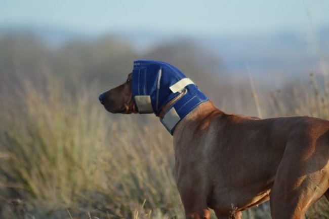 KVP Ohrenschutz schützt die Ohren des Hunde vor Schnitten und Rissen