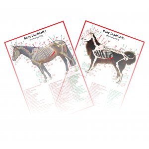 Tsm bandagen pferd erfahrungen - Die preiswertesten Tsm bandagen pferd erfahrungen ausführlich analysiert!