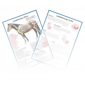 Lymphknoten und Anleitungen zur Lymphdrainage am Pferd