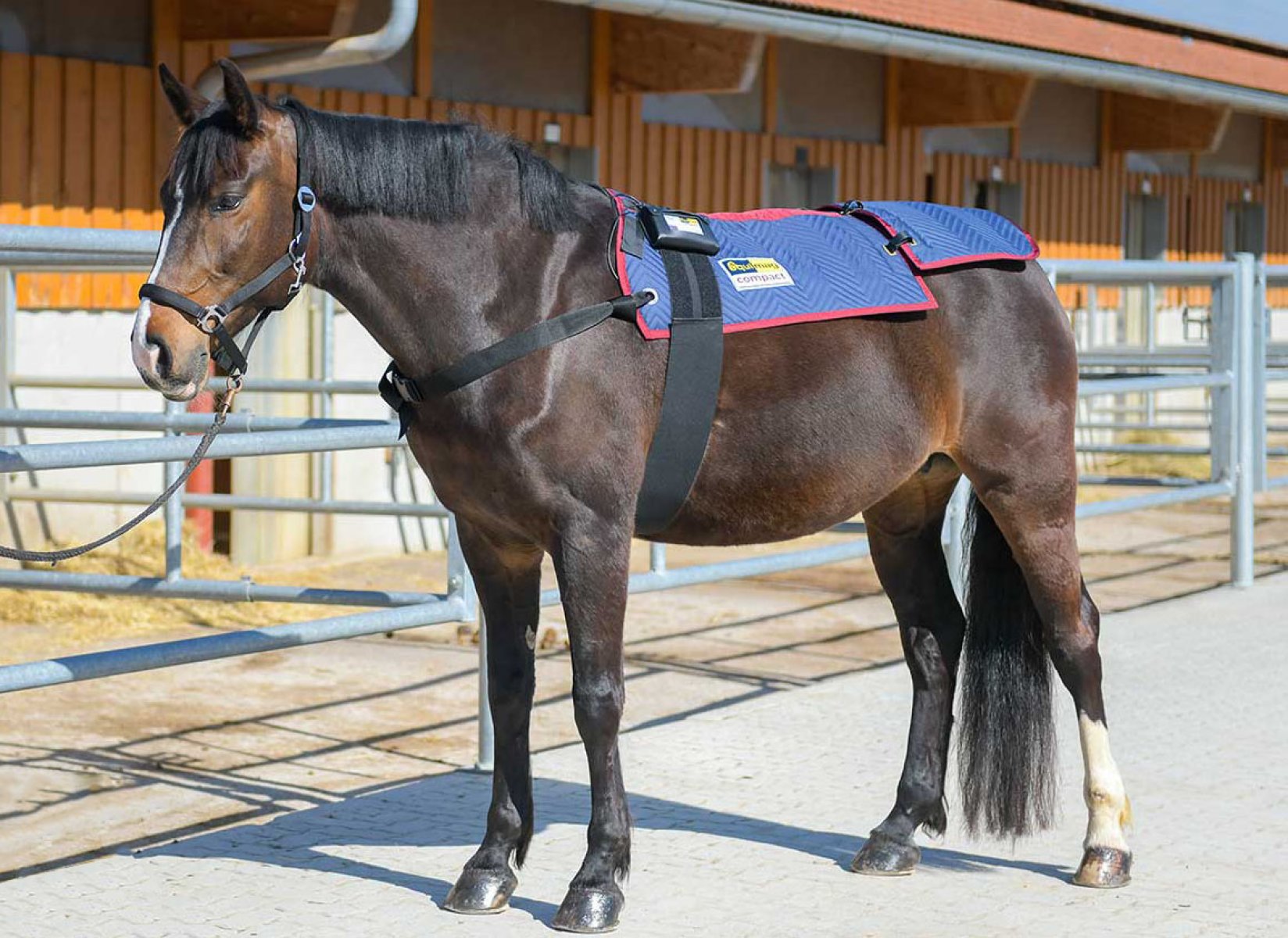 EQUIMAG Compakt - Pulsierende Magnetfeldtherapie