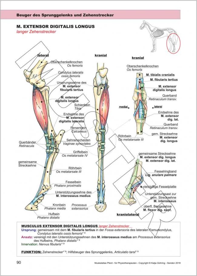 Alle für die Tierphysiotherapie relevante Muskeln des Pferdes mit