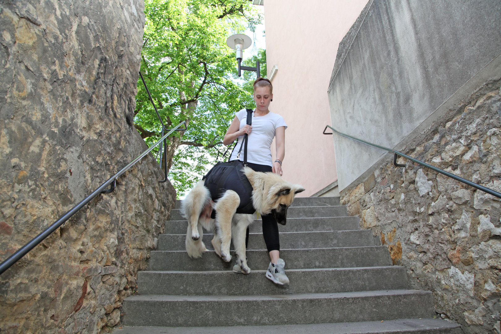 Alter Hund Treppenhilfe