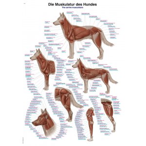Lehrtafel und Poster Muskulatur des Hundes 70 x 100cm