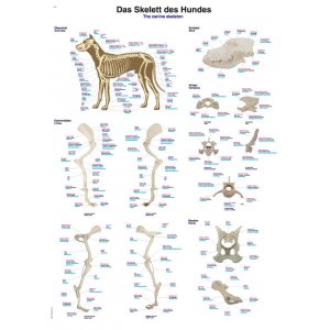 Lehrtafel - Poster - Skelett des Hundes 70x100cm