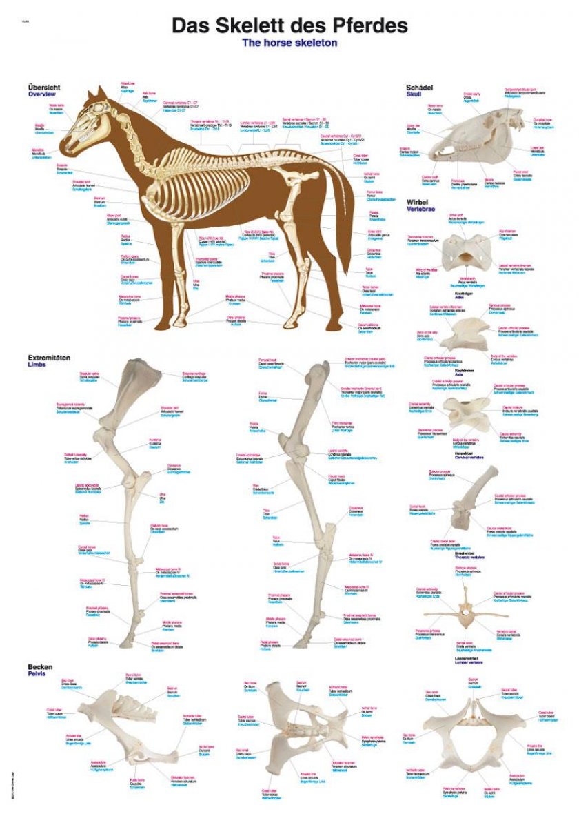 Poster Anatomie Pferd
