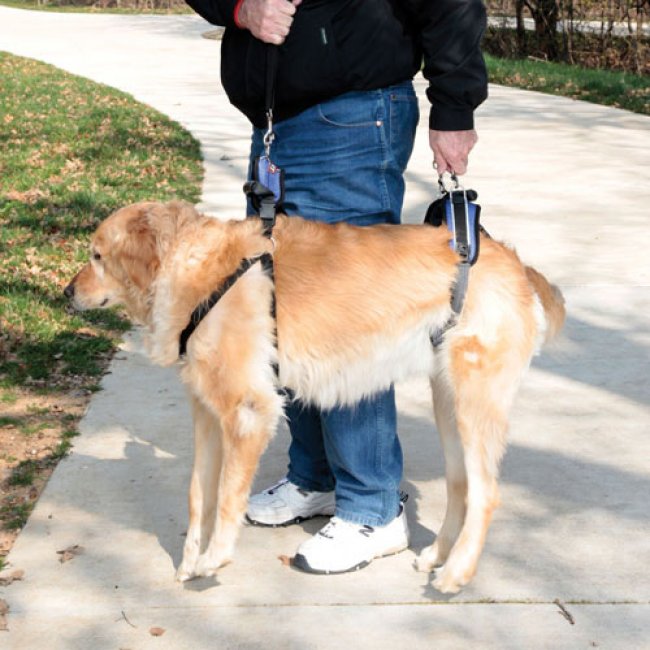 Das CareLift™ Tragegeschirr ist eine Gehhilfe für gelähmte Hunde