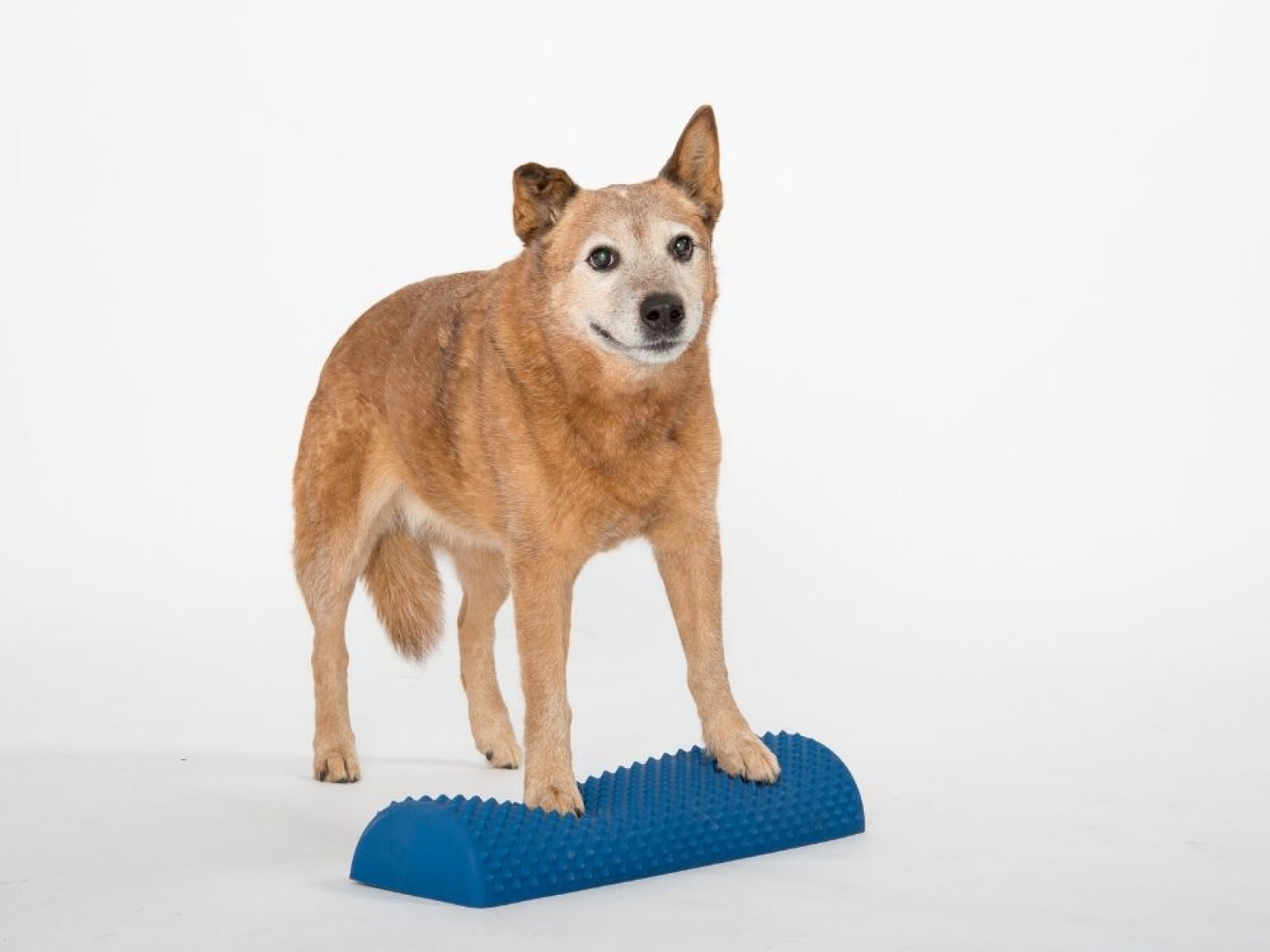 TOGU Senso Balance Pad 2er Set – Sensomotorisches Trainingspad Mit Noppen, Rutschfest – Für Therapie, Fitness, Gleichgewichtstraining (Made In Germany)