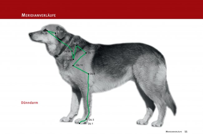 Wissen kompakt Akupunktur Hund von Dr Susanne Hauswirth