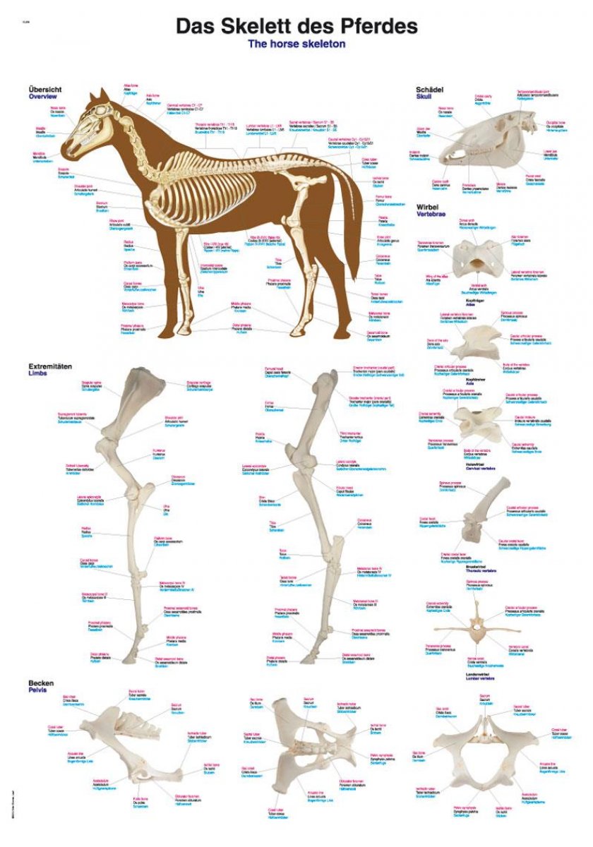 Lehrtafel - Poster - Skelett des Pferdes